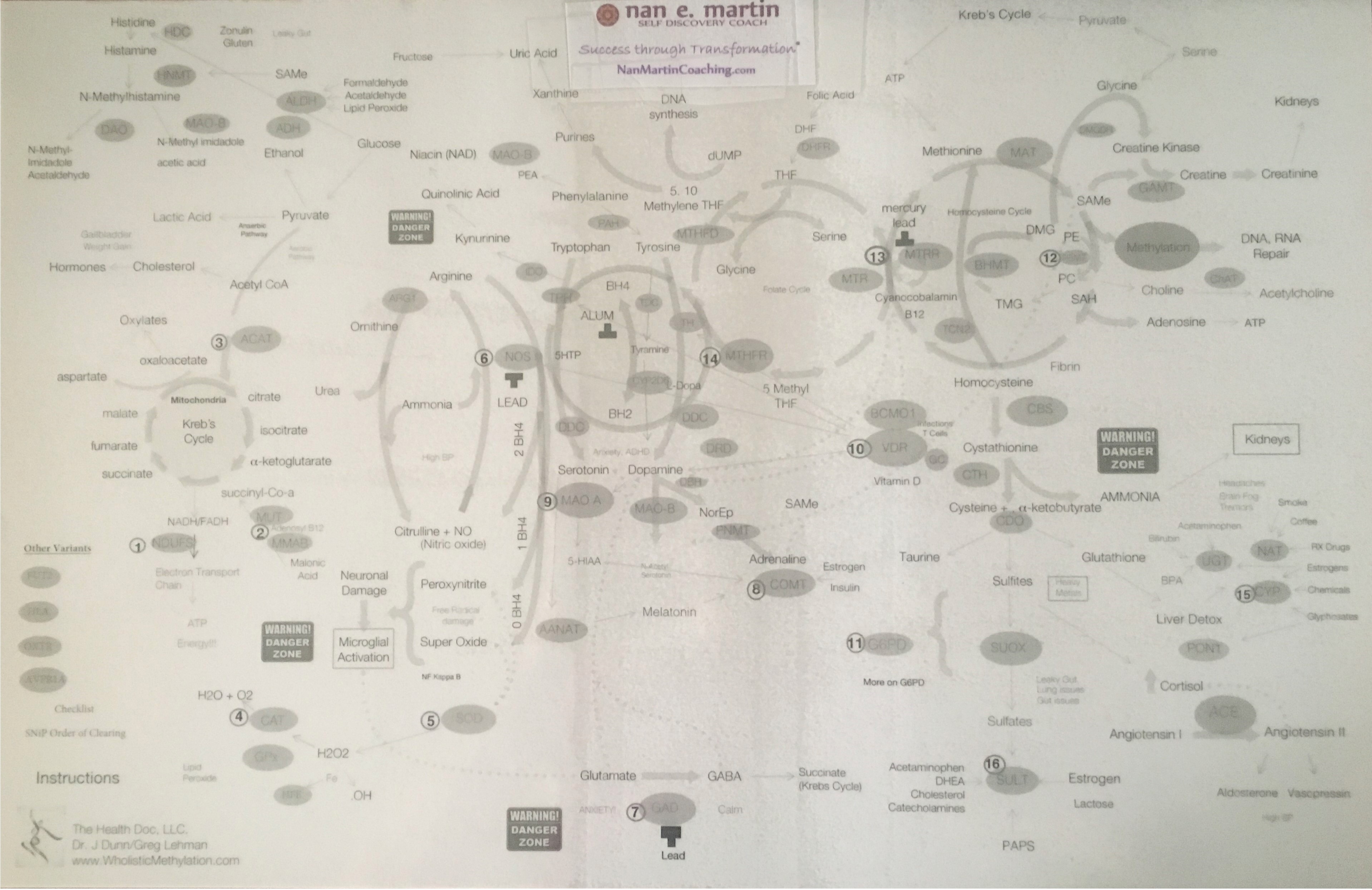 methylation cycle diagram